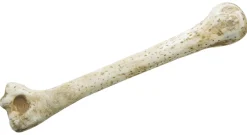 Holbewoner bot 28cm